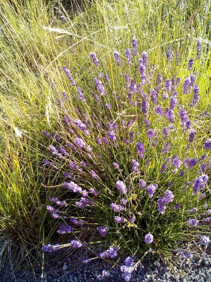 Gite La Fleur D Olivier Nyons Zewnętrze zdjęcie